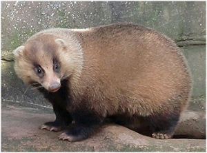 毛皮】どんな動物？26種類の違いと特徴・値段の違い | 話題ネタ！会話